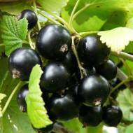 Саджанець Смородина Чорний бумер